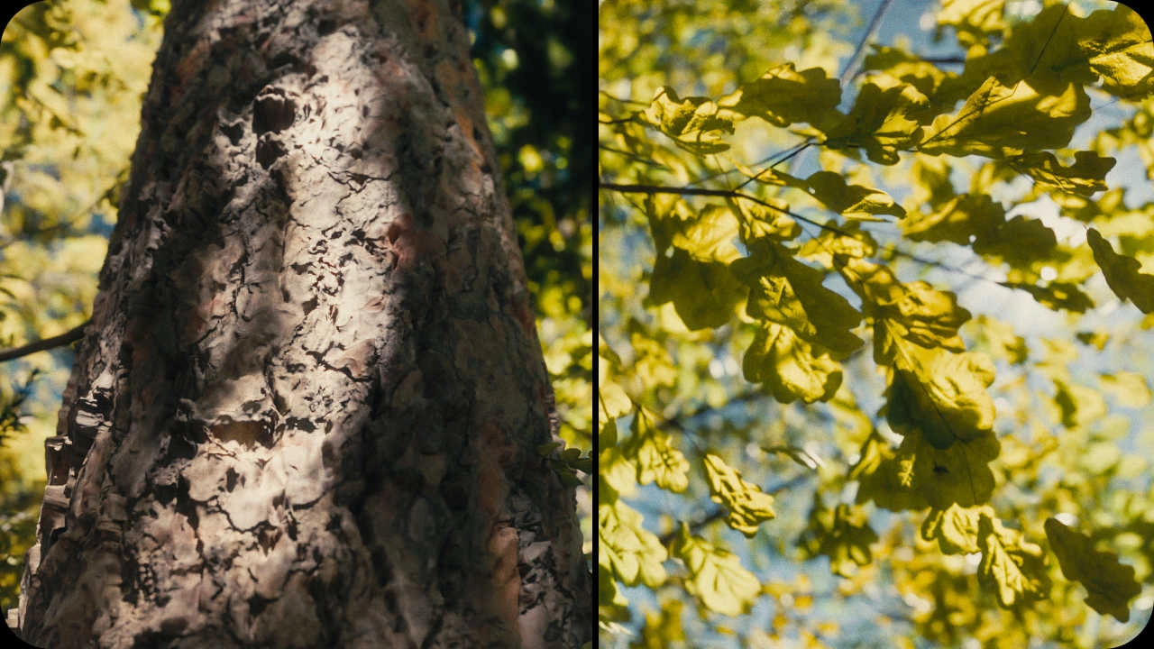 Blender预设-程序森林丛林竹林雪林植物资产库 Forest Generator | Photorealistic Close-Up Ready Forests + 使用教程Blender预设、预设