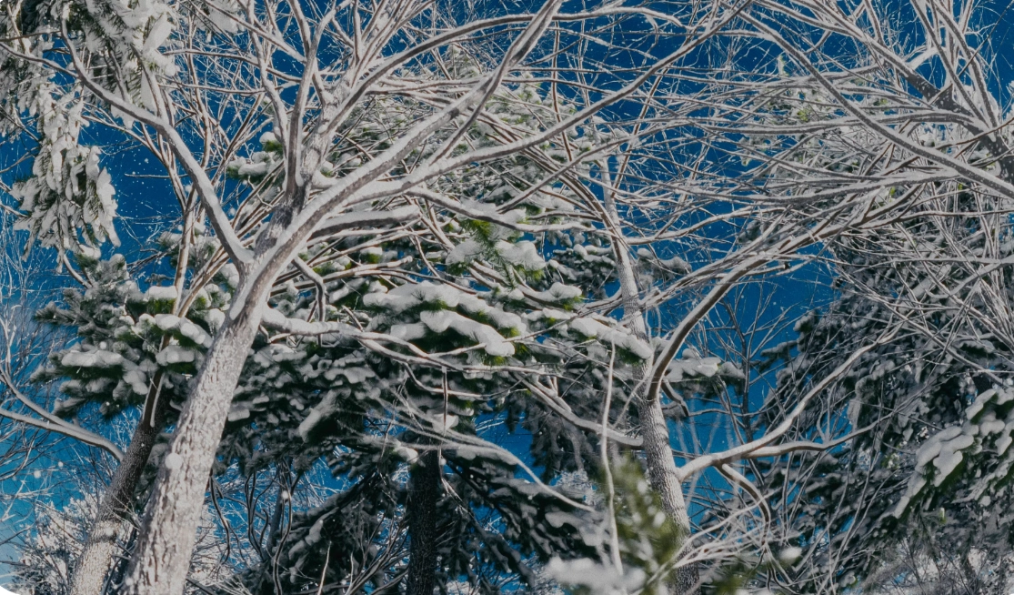 Blender预设-程序森林丛林竹林雪林植物资产库 Forest Generator | Photorealistic Close-Up Ready Forests + 使用教程Blender预设、预设