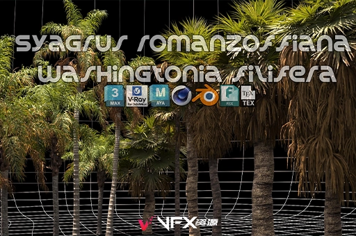 3D模型-夏威夷椰子树植物树木3D模型 Renderhub – Syagrus Romanzoffiana and Washingtonia Filifera3D模型、素材