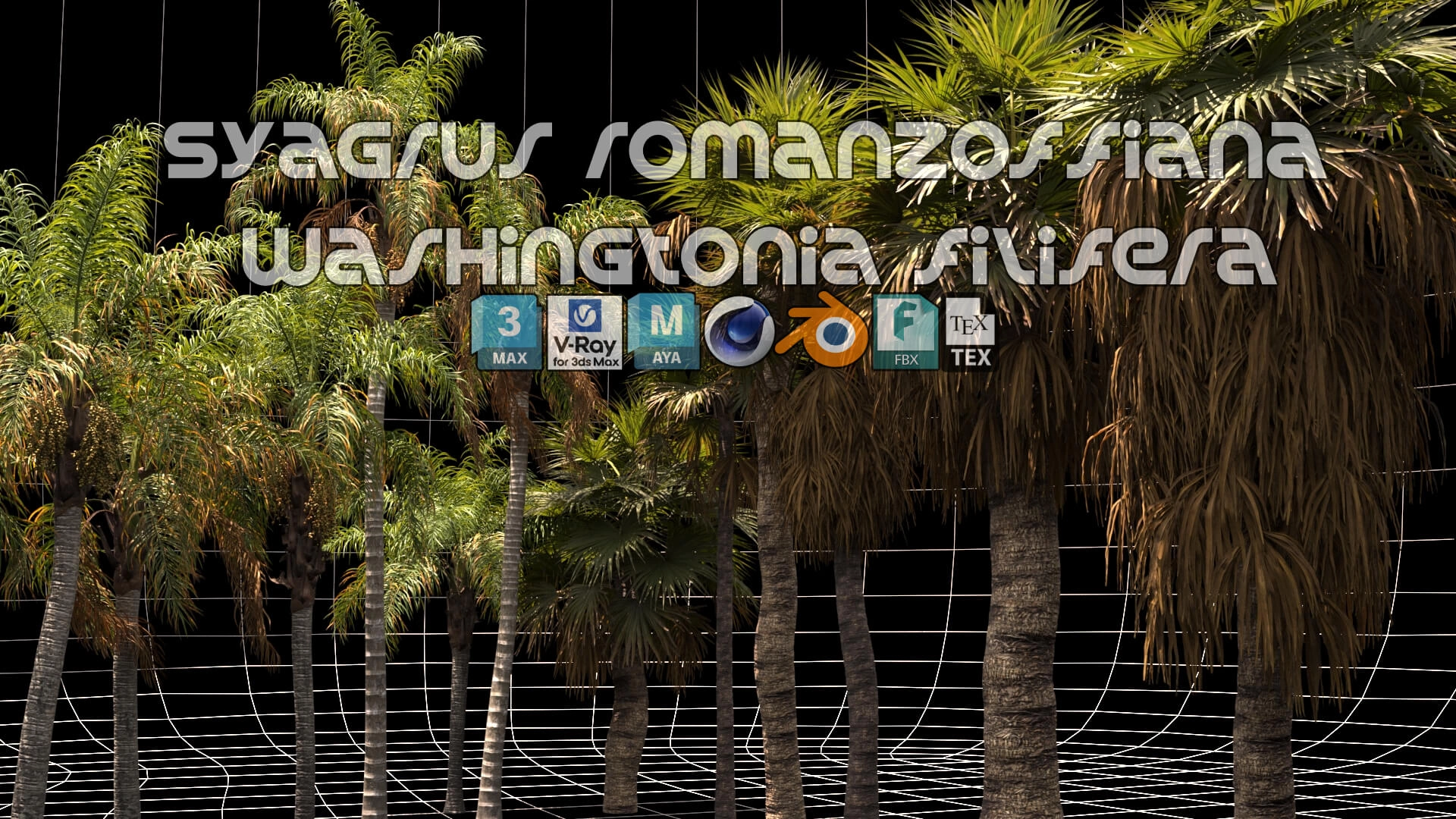 3D模型-夏威夷椰子树植物树木3D模型 Renderhub – Syagrus Romanzoffiana and Washingtonia Filifera3D模型、素材