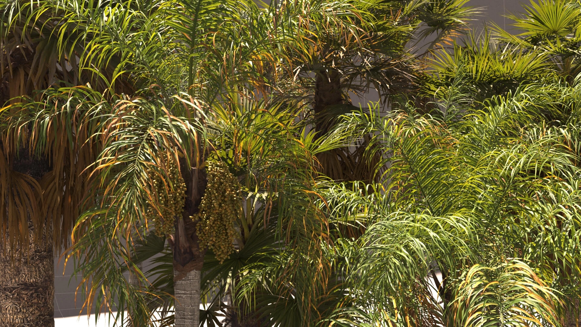 3D模型-夏威夷椰子树植物树木3D模型 Renderhub – Syagrus Romanzoffiana and Washingtonia Filifera3D模型、素材