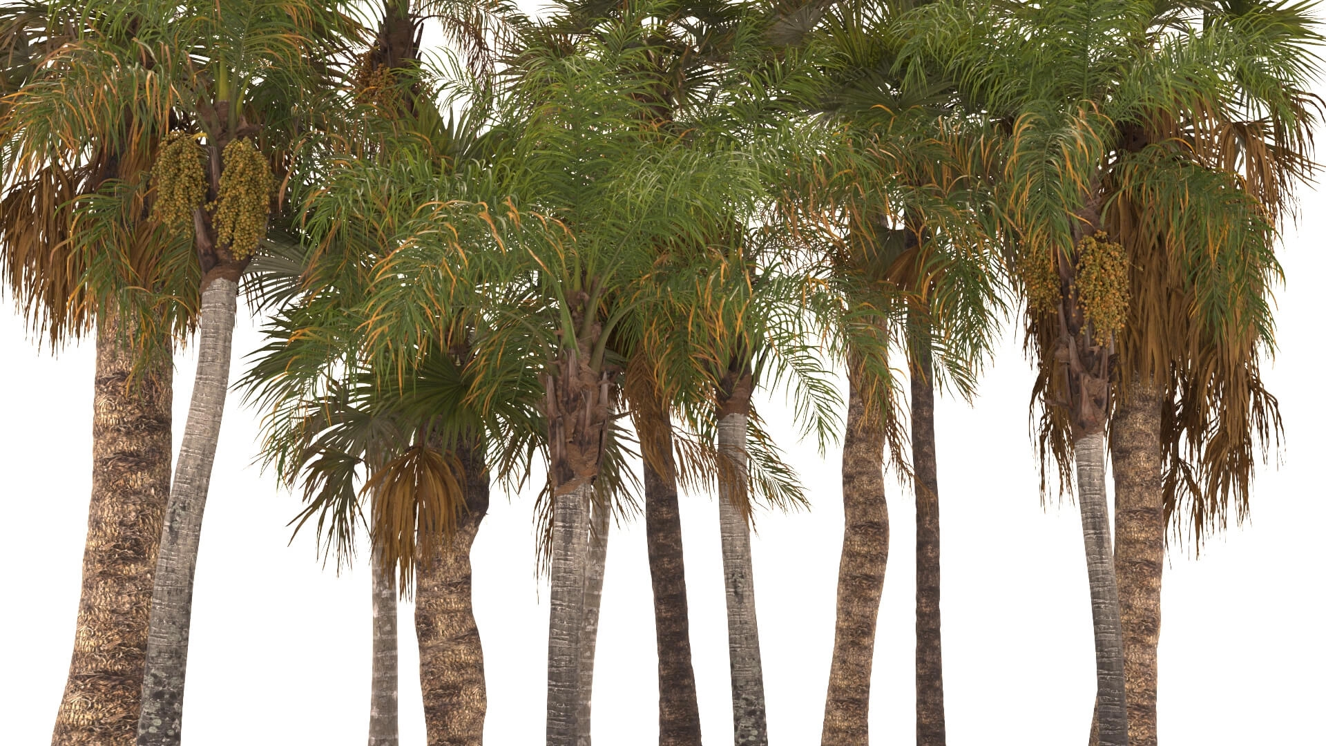 3D模型-夏威夷椰子树植物树木3D模型 Renderhub – Syagrus Romanzoffiana and Washingtonia Filifera3D模型、素材